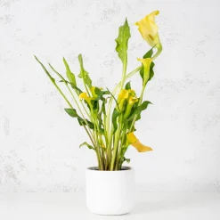 Zantedeschia (Cala de colores)