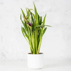 Zantedeschia (Cala de colores)