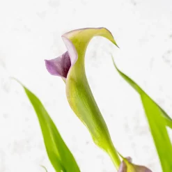 Zantedeschia (Cala de colores)