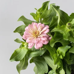 Zinnia elegans