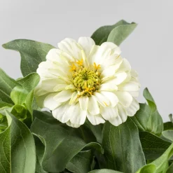 Zinnia elegans